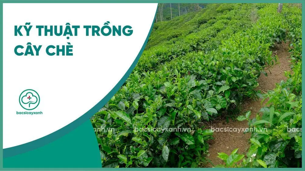 Kỹ thuật trồng và chăm sóc cây Chè