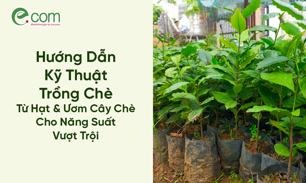[Video]Hướng dẫn cách đốn chè đúng kỹ thuật