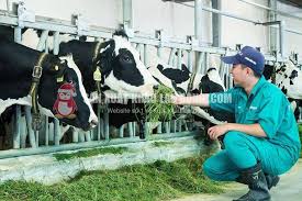 Các công ty XKLĐ đang cần lao động nông nghiệp – chăn nuôi tại Tây Bắc năm 2025: Danh sách – nhu cầu – tiêu chí tuyển chọn