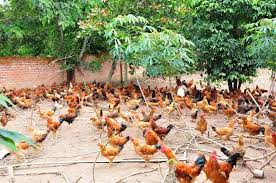 Mô hình chăn nuôi gà bản địa ở Tây Bắc giúp tăng thu nhập cho người dân