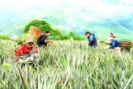 Lai Châu phát triển nông nghiệp sạch gắn với du lịch cộng đồng – Nâng tầm giá trị bản làng